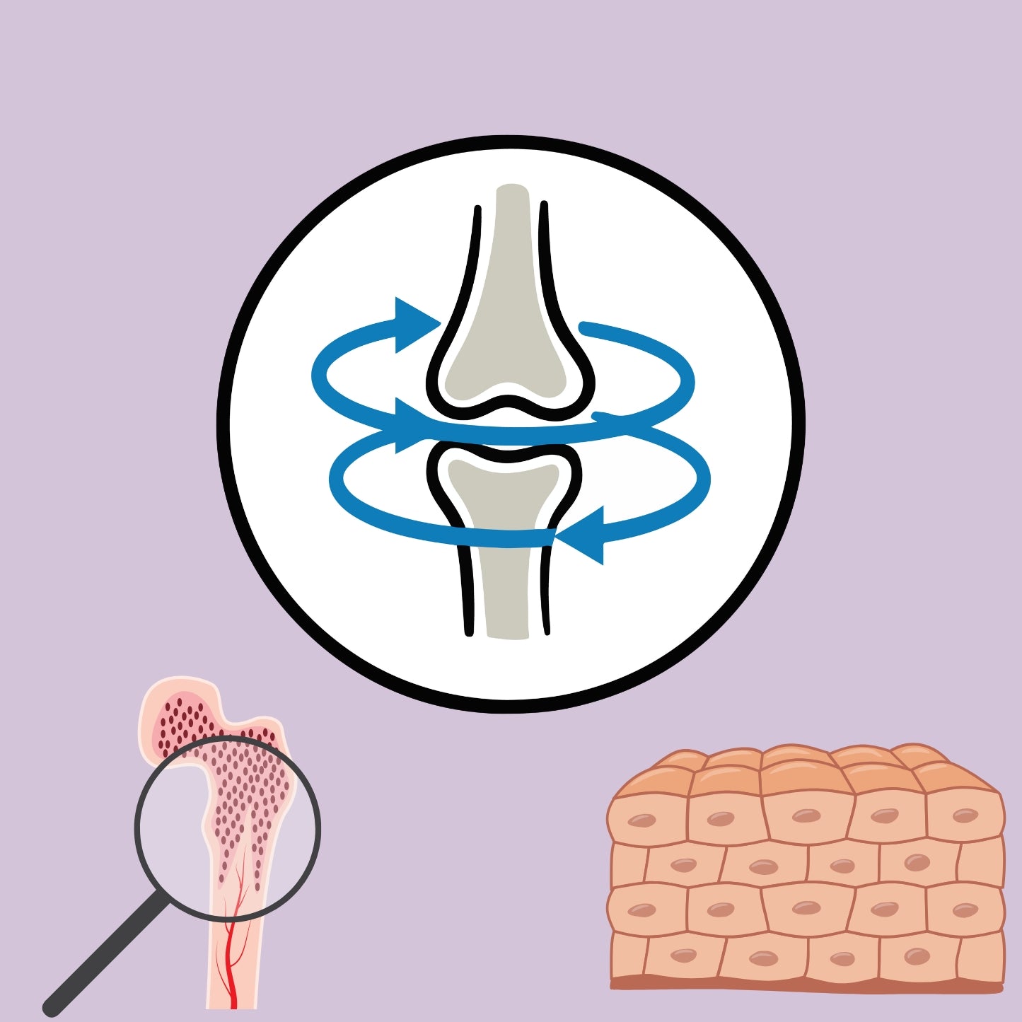 Gelenke & Bindegewebe