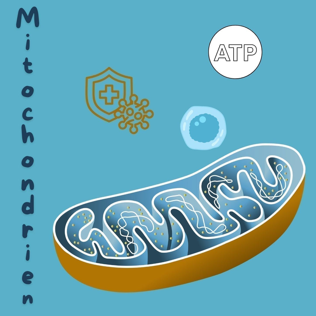 Mitochondrien - So bleiben unsere Zellkraftwerke fit
